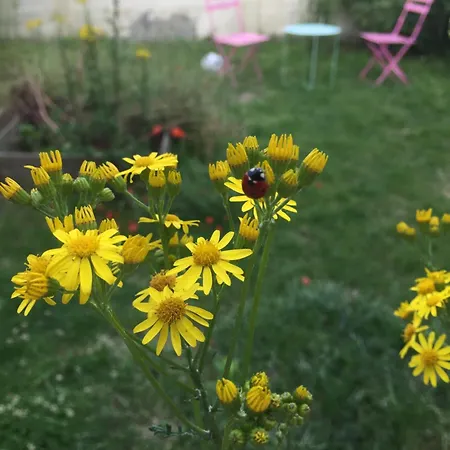 Neuf Avec Jardin Partage *