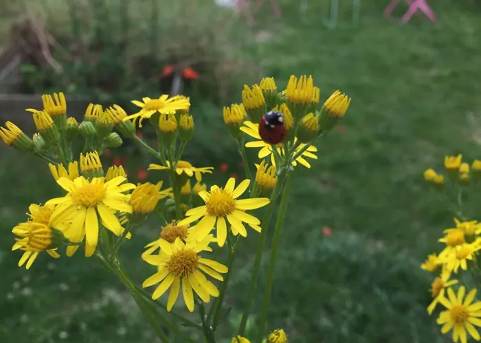 Neuf Avec Jardin Partage *